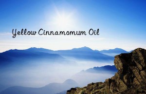 Yellow Cinnamomum Oil