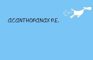 ACANTHOPANAX P.E.