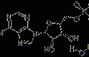 Adenosine 5 ‘- monophosphate