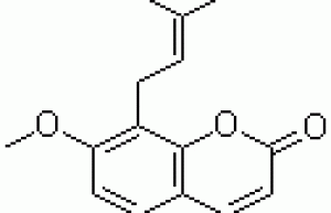 100% Natural Common Cnidium Extract