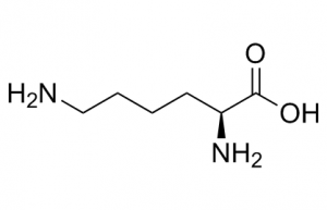 L-lysine